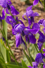 A Purple Iris in Bloom