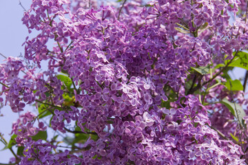 Lilacs Blooming in the Spring