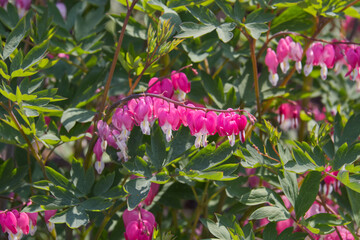 Bleeding Hearts Bush in Bloom