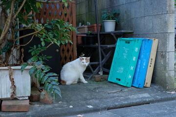 Japanese cat on the door way