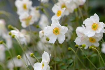Fototapeta na wymiar Japanese thimbleweed in full blooming