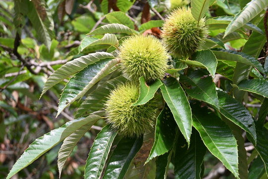Japanese chestnut.   Fagaceae deciduous fruit tree. Fruits contain a lot of starch, vitamin C, potassium, and dietary fiber.