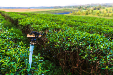 sprinkler spraying water on tea farming