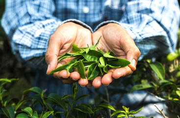 Tea gardener hands holding  green leaves harvesting from tea farming