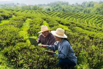 Tea gardener woman working on laptop with tea farmer man in tea plantation field