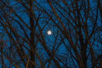 The moon seen between the trees at night