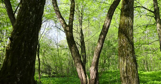 trees with the first foliage in the forest in the spring season, the first foliage on trees in the spring season