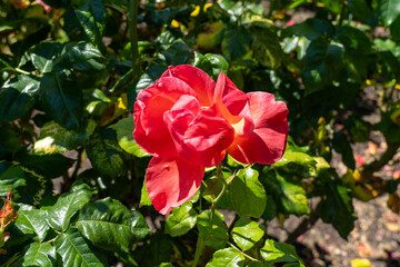 All That Jazz shrub rose in a garden. California, United States - June, 2023.  