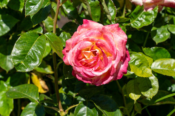 Love and Peace Hybrid Tea Rose Rose in a garden. California, United States - June, 2023.  