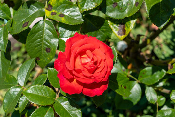 Mikado Hybrid Tea Rose in a garden. California, United States - June, 2023.
