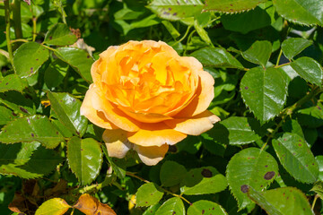Forever Amber Floribunda Rose in a garden. California, United States - June, 2023.  