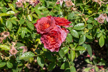 Midnight Fire Miniature Rose in a garden. California, United States - June, 2023.  