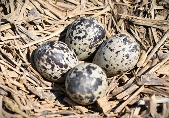 Naklejka na ściany i meble Killdeer Eggs in Nest, Close up Wild Bird Eggs