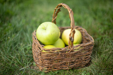 Green apples on green grass in wicker basket. Wicker fruit basket. Autumn harvest.