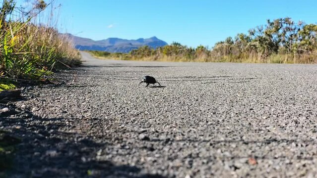 Black dung beetle awkwardly crosses road in nature reserve, low angle