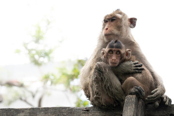 mother monkey huging her baby.Monkeys live together in social groups. All members contribute by helping to defend food sources, raise young, and watch for predators.