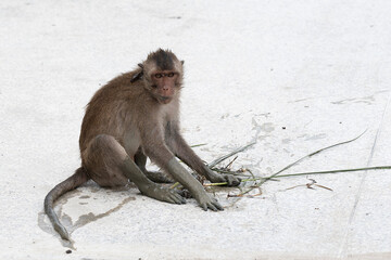 monkey sitting and eating on white background 