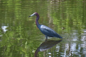 Beautiful tricolored heron fishing at the pond in Florida nature
