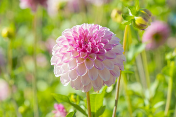 Pink Dahlia Horizontally