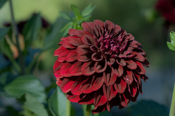 Dark Red Dahlia Horizontally