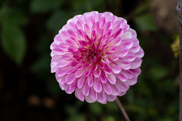 Pink Dahlia Horizontally