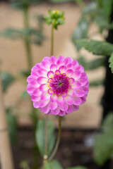 Pink Dahlia Vertically