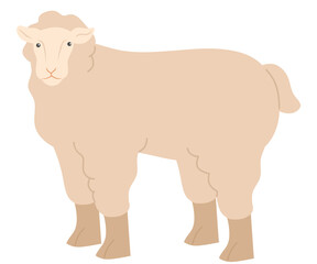 sheep