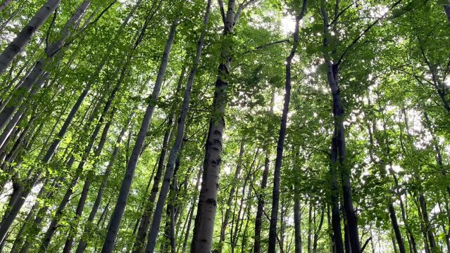 Sunlight flickering through branches and leaves on clear summer day in the deep Slovakian mountain forest. Wide angle diagonal trunks 4K video shot. Background footage, nature, environment concept.