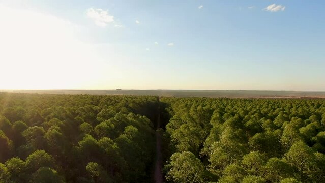 Aerial dolly above ecualyptus farm follows thin road in shade at sunset