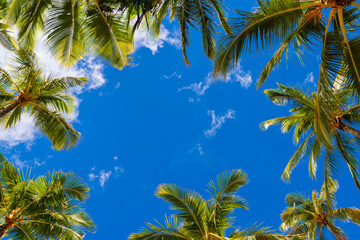 Coconut palm tree on cloudy blue sky background at the beach