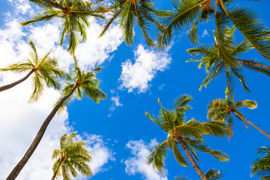 Coconut palm tree on cloudy blue sky background at the beach