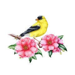 Goldfinch bird on blooming camellia branch. Bright garden bird watercolor illustration. Hand painted American goldfinch bird on camellia branch with flowers and leaves. Isolated on white background - obrazy, fototapety, plakaty