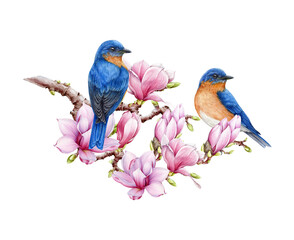 Couple of western bluebirds with magnolia flowers watercolor illustration. Hand painted beautiful birds with lush magnolia spring blossoms. Bluebirds on a branch isolated on white background