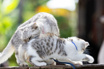 Two month old white-gray kitten, cute and mischievous.