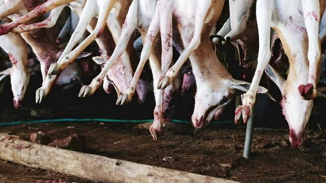 Heads and legs of dead hunted springbuck hanging and swaying in Karoo farm shed