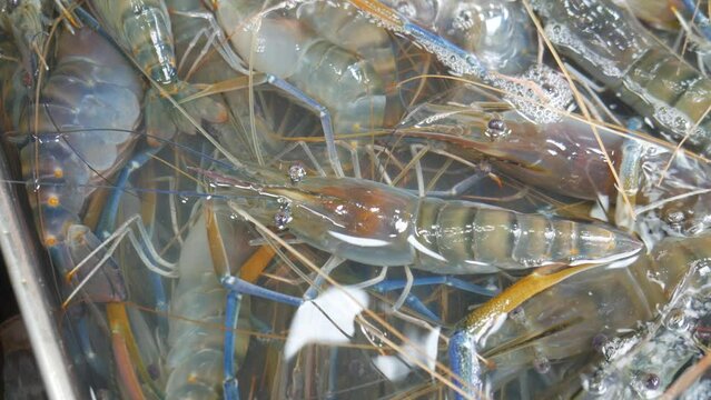 River prawn shrimp live in water bucket aquarium