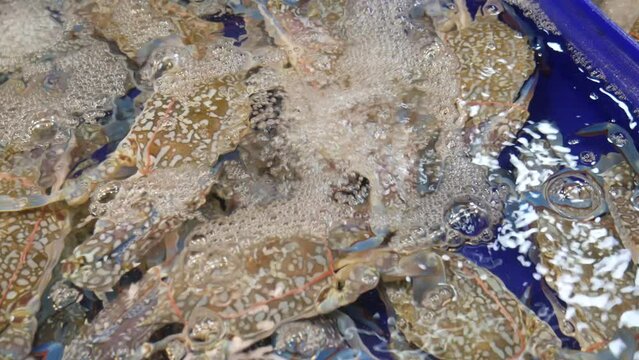Live blue crab in water bucket for sale at thailand Pattaya fish market