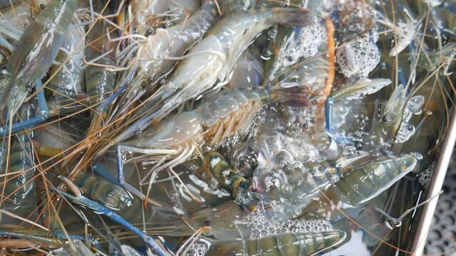 Blue live shrimp river prawn in water bucket at Pattaya fish market for sale