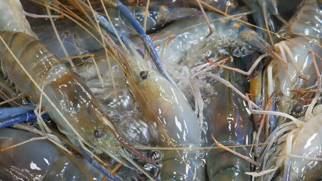 Live blue river prawn in water bucket at Pattaya fish market