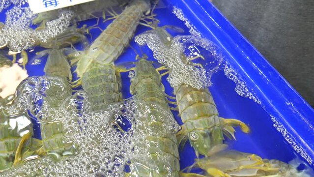 Live mantis shrimp in water bucket for sale at Thailand fish market