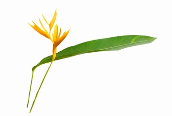 plant isolated on white background,Closeup, yellow Heliconia psittacorum,bird of paradise flowers blossom isolated on white background 