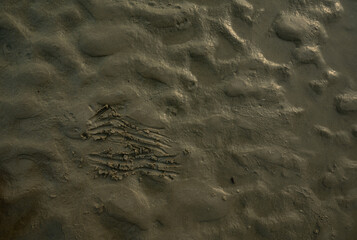 Dog Scratching on a soil and sand beach surface. Sand texture. Sandy beach for background. Top view. Wet surface in coastal area of a beach on sunny day