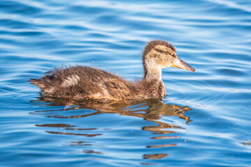 Cute little duckling swimming alone in a lake or river with calm water