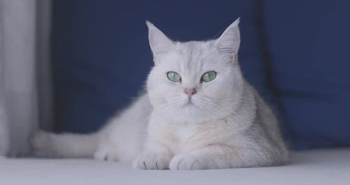 Footage Close up, British Shorthair cat looking at the camera. Cute kitten pet, soft fur, gray white. VDO 4K.