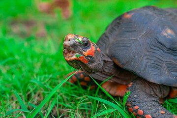 turtle on the grass