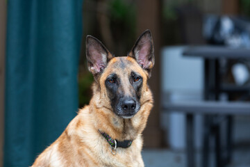 Belgian Shepherd/Malinois looking seriously into the camera