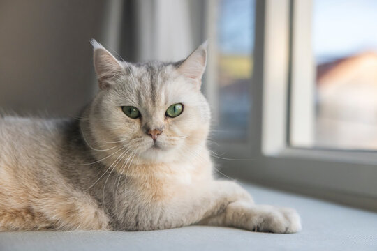Close up, British Shorthair cat looking at the camera. Cute kitten pet, soft fur, gray white.