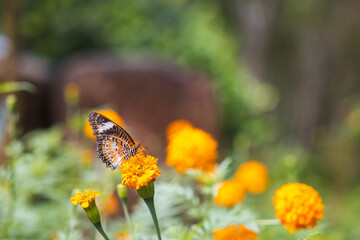 Colorful butterfly are drinking nectar and pollinating yellow-orange flowers in the midst of a flower garden. The beauty of nature's work.
