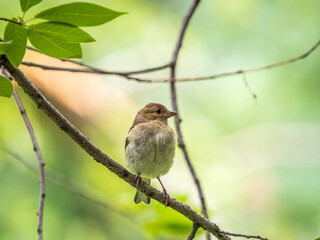 Common chaffinch female, Fringilla coelebs. Common chaffinch in wildlife.
