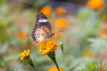 Colorful butterfly are drinking nectar and pollinating yellow-orange flowers in the midst of a flower garden. The beauty of nature's work.